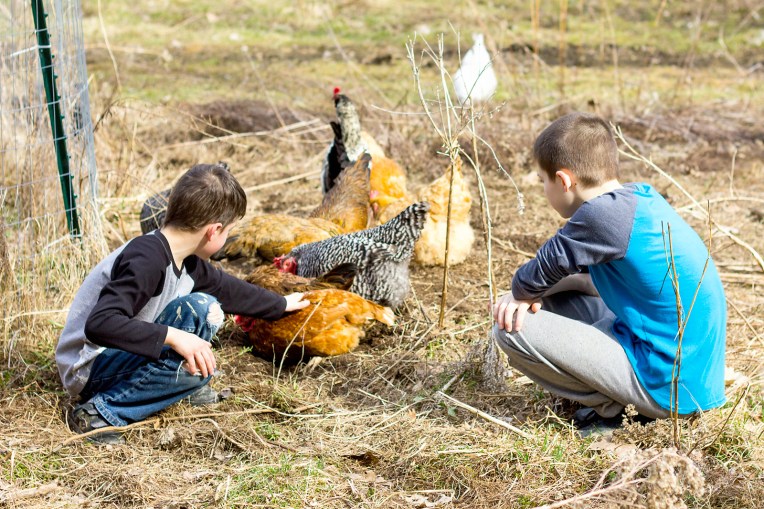 Spring Chicken Hunt Spring Chickens – MANJA LUCCI PHOTOGRAPHY