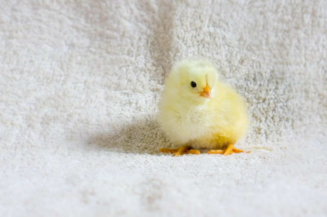 chick
