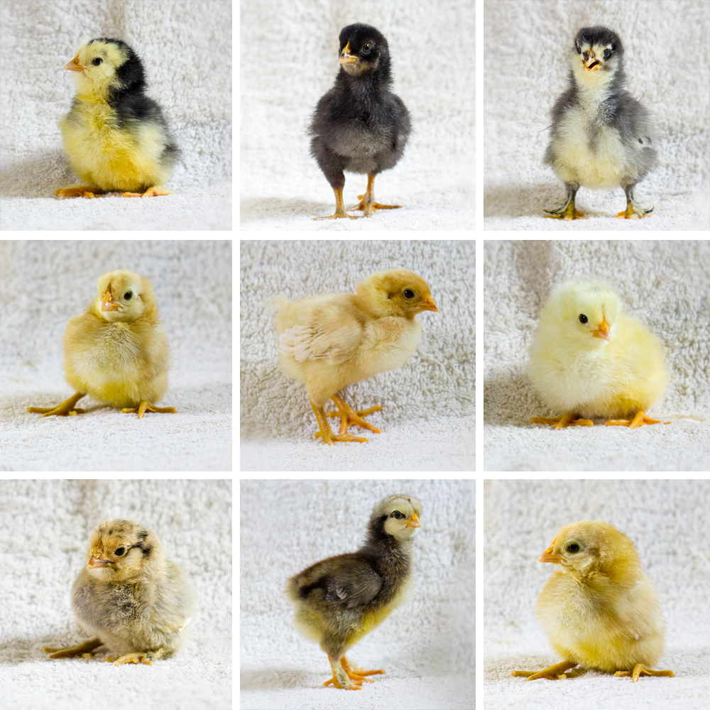 PTM 2012 9 up Collage Templage